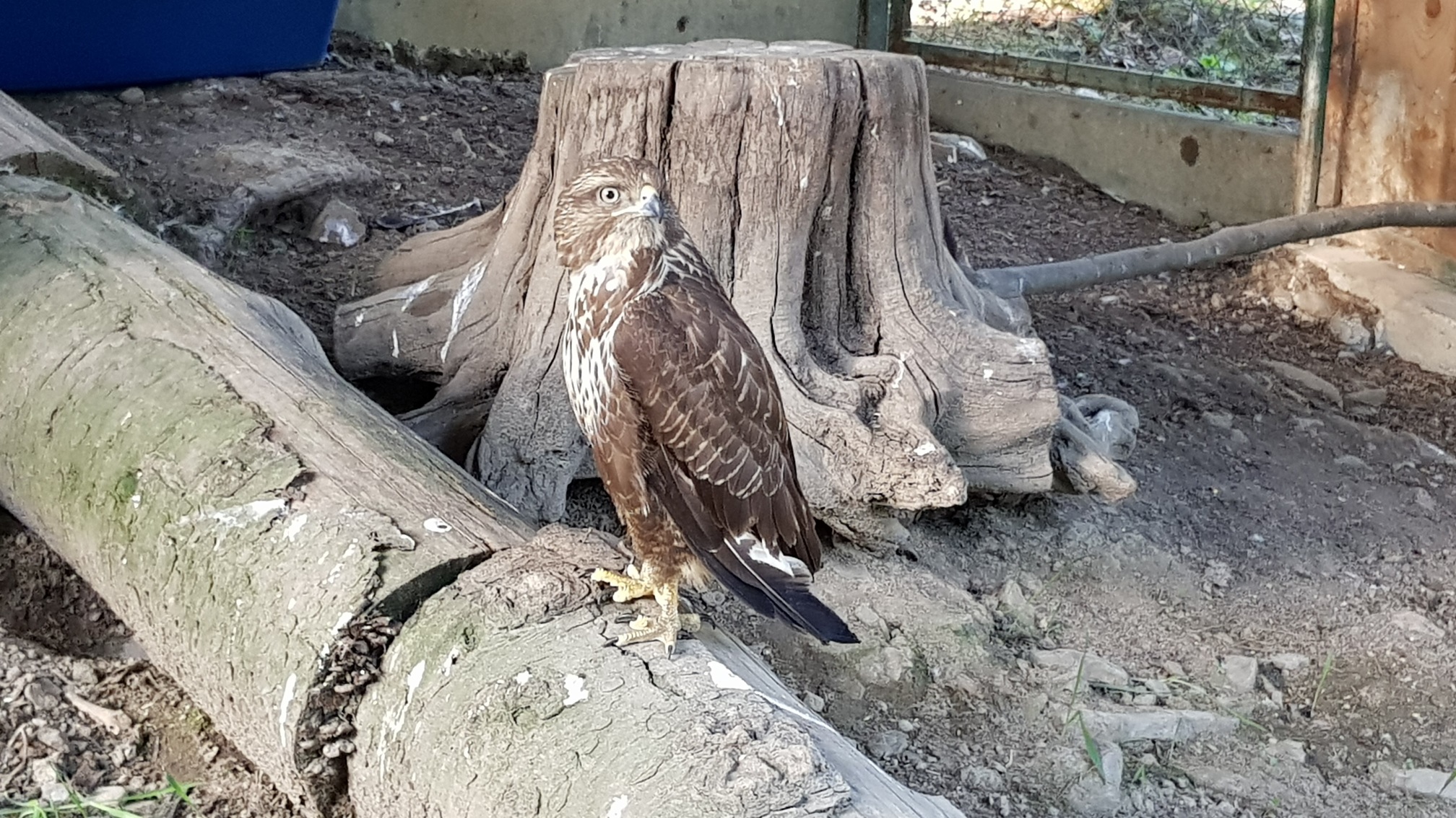 
                                        Координаты: ≈ <a href='https://maps.google.com/maps?ll=48.445556, 24.54&q=48.445556, 24.54&spn=0.5,0.5&t=h&hl=ua' target='_blank'>48.445556, 24.54</a>.
                                        Высота над уровнем моря: ≈ 584 м.
                                        Дата: 03.05.2018 18:49
                                    