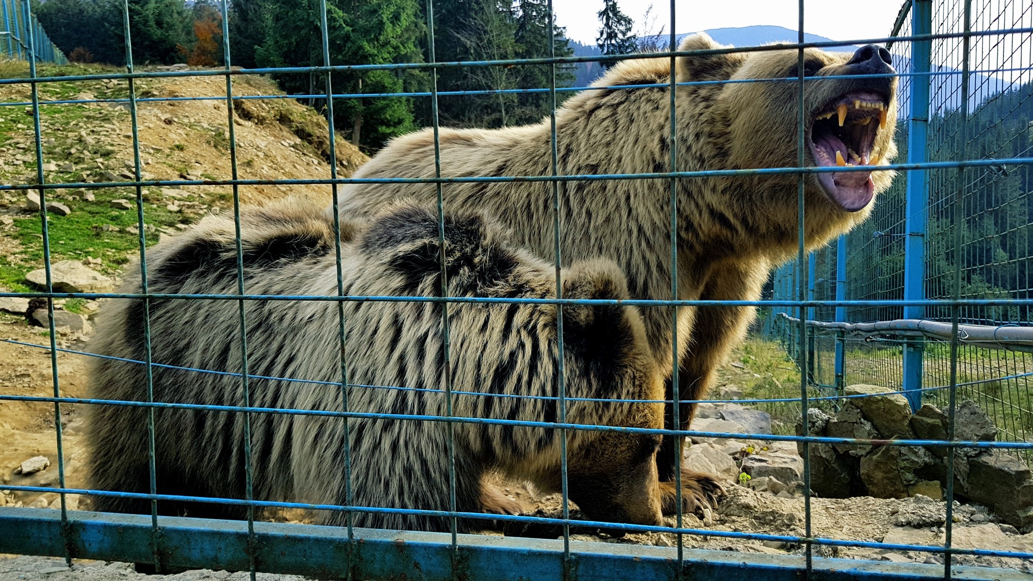 
                                        Координаты: ≈ <a href='https://maps.google.com/maps?ll=48.556111, 23.654444&q=48.556111, 23.654444&spn=0.5,0.5&t=h&hl=ua' target='_blank'>48.556111, 23.654444</a>.
                                        Высота над уровнем моря: ≈ 657 м.
                                        Дата: 19.10.2018 15:17
                                    